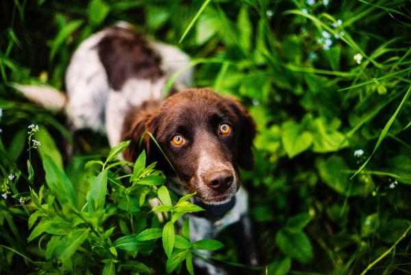 /Images/uploads/Humane Society of Utah/HSUCalendar2019/entries/7413thumb.jpg